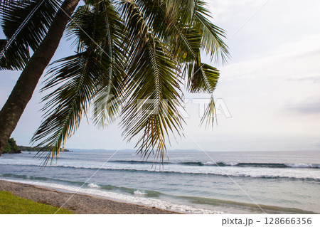 beautiful large tropical palm trees grow on the coast 128666356