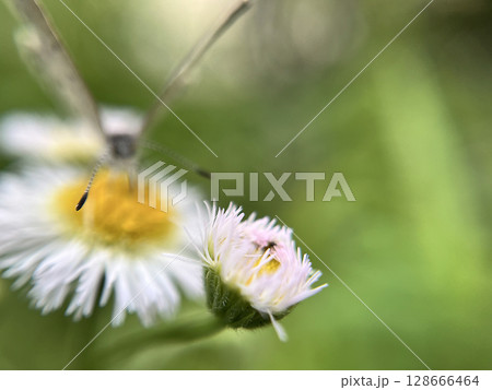 ハルジオンの花に止まるホソヒラタアブ 128666464