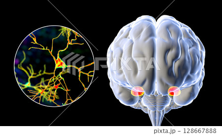 Amygdala, also known as corpus amygdaloideum, in the brain 128667888
