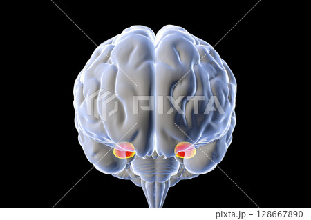 Amygdala, also known as corpus amygdaloideum, in the brain 128667890