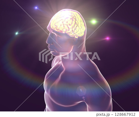 Human brain, illustration Human brain, illustration 128667912