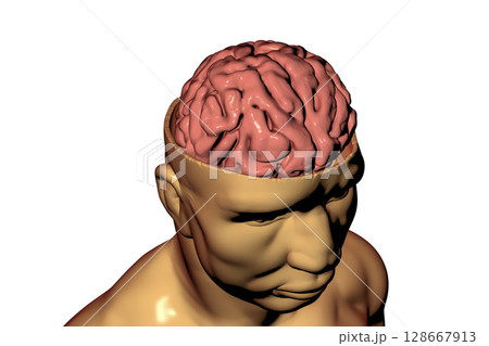 Human brain inside head 128667913
