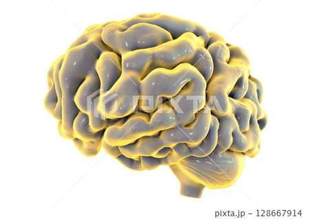 Human brain isolated on white background Human brain isolated on white background 128667914