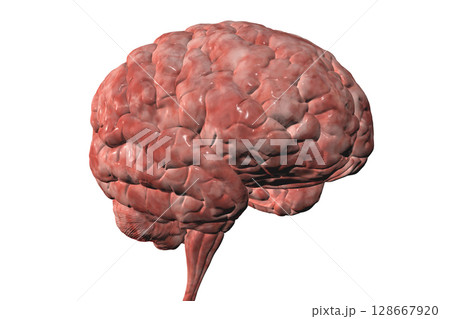 Human brain anatomical model isolated on white background Human brain anatomical model isolated on white background 128667920