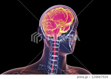 Human brain in the skull and body isolated on black background 128667926
