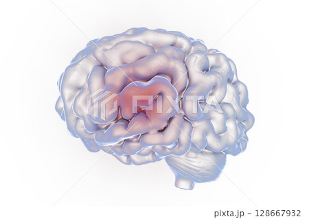 Human brain, illustration Human brain, illustration 128667932