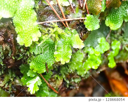 水辺に生えた苔 128668054