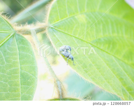 コフキゾウムシのカップル 128668057