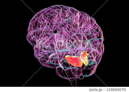 Human brain with highlighted lingual gyrus, 3D illustration 128668070