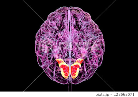 Human brain with highlighted lingual gyrus, 3D illustration 128668071