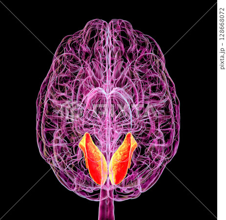 Human brain with highlighted lingual gyrus, 3D illustration 128668072