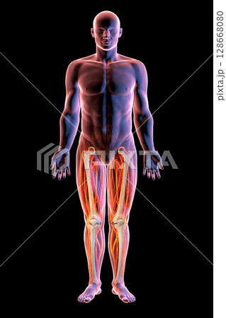 A male human body with highlighted leg bones, 3D illustration 128668080