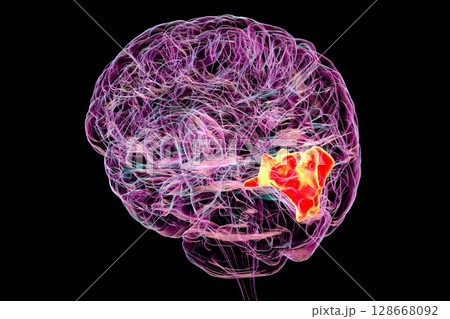 Cuneus gyrus highlighted in human brain, 3D illustration Cuneus gyrus highlighted in human brain, 3D illustration 128668092