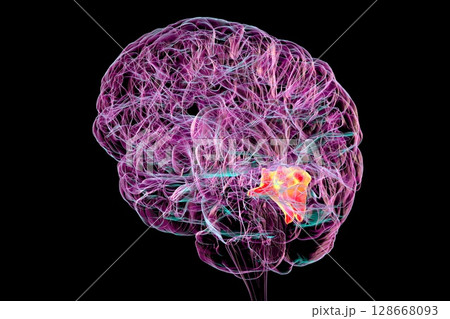 Cuneus gyrus highlighted in human brain, 3D illustration 128668093