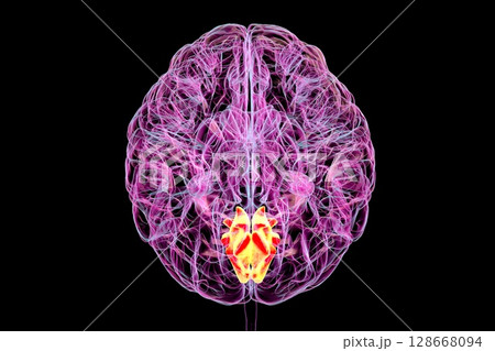 Cuneus gyrus highlighted in human brain, 3D illustration 128668094