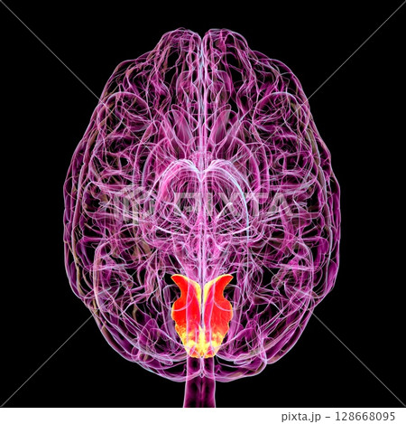 Cuneus gyrus highlighted in human brain, 3D illustration 128668095