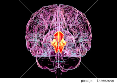 Cuneus gyrus highlighted in human brain, 3D illustration 128668096