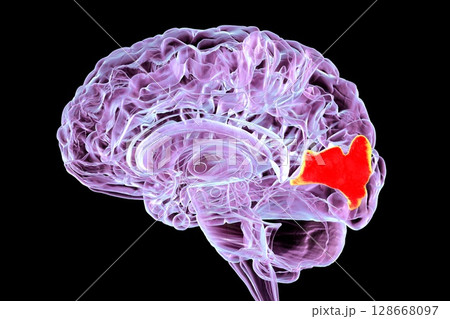 Cuneus gyrus highlighted in human brain, 3D illustration 128668097