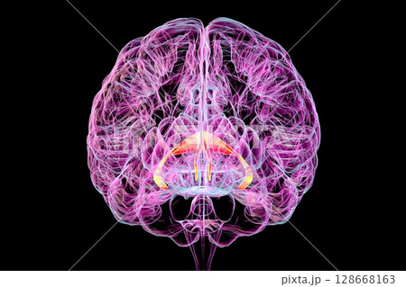 Brain fornix (orange) and commissure of fornix (blue), 3D illustration. The brain fornix is involved in memory function, associated with Alzheimer's disease and amnesia. Brain fornix (orange) and commissure of fornix (blue), 3D illustration. The brain fornix is involved in memory function, associated with Alzheimer's disease and amnesia. 128668163
