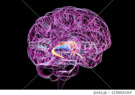 Brain fornix (orange) and commissure of fornix (blue), 3D illustration. The brain fornix is involved in memory function, associated with Alzheimer's disease and amnesia. Brain fornix (orange) and commissure of fornix (blue), 3D illustration. The brain fornix is involved in memory function, associated with Alzheimer's disease and amnesia. 128668164
