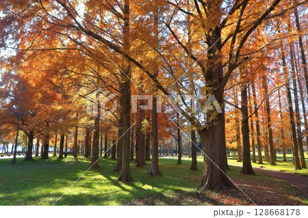 【東京都】水元公園のメタセコイアの紅葉（みさと公園） 128668178