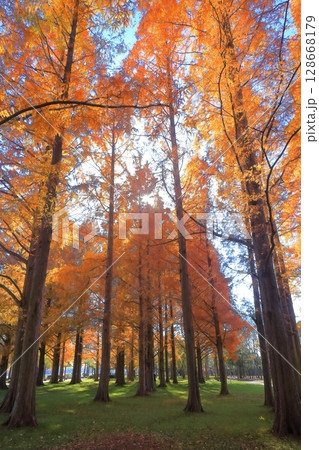 【東京都】水元公園のメタセコイアの紅葉（みさと公園） 128668179
