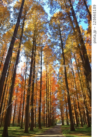 【東京都】水元公園のメタセコイアの紅葉（みさと公園） 128668189