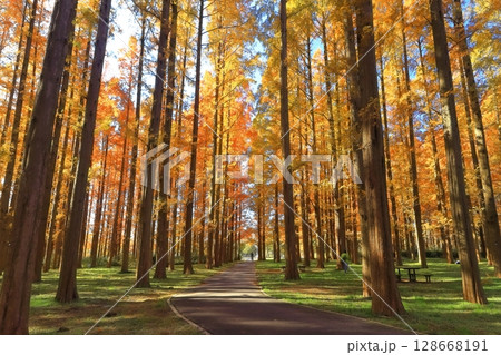 【東京都】水元公園のメタセコイアの紅葉(みさと公園) 【東京都】水元公園のメタセコイアの紅葉(みさと公園) 128668191