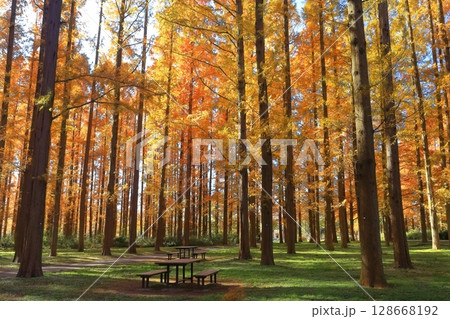 【東京都】水元公園のメタセコイアの紅葉(みさと公園) 【東京都】水元公園のメタセコイアの紅葉(みさと公園) 128668192