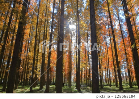 【東京都】水元公園のメタセコイアの紅葉（みさと公園） 128668194