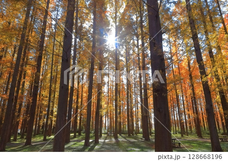 【東京都】水元公園のメタセコイアの紅葉(みさと公園) 【東京都】水元公園のメタセコイアの紅葉(みさと公園) 128668196