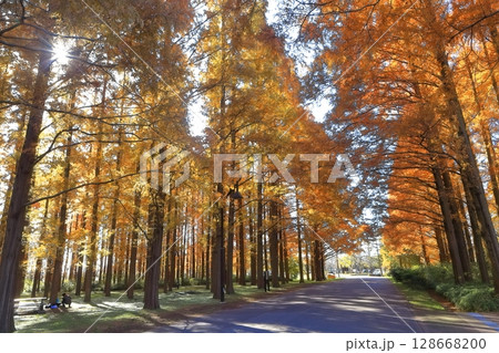 【東京都】水元公園のメタセコイアの紅葉（みさと公園） 128668200