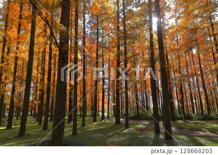 【東京都】水元公園のメタセコイアの紅葉（みさと公園） 128668203