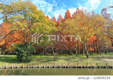 【東京都】水元公園の紅葉（みさと公園） 128668204