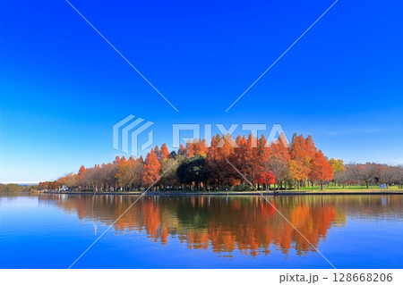 【東京都】シンメトリーな水元公園（みさと公園）の紅葉 128668206