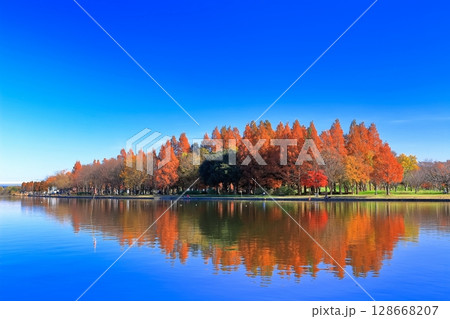 【東京都】シンメトリーな水元公園（みさと公園）の紅葉 128668207