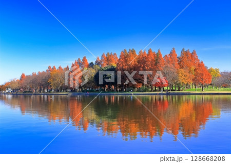 【東京都】シンメトリーな水元公園（みさと公園）の紅葉 128668208