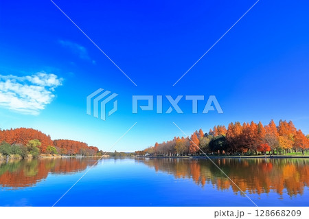 【東京都】シンメトリーな水元公園（みさと公園）の紅葉 128668209