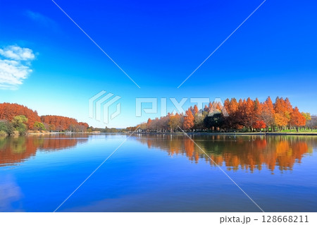 【東京都】シンメトリーな水元公園（みさと公園）の紅葉 128668211