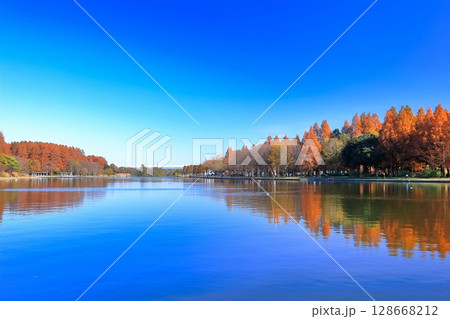 【東京都】シンメトリーな水元公園（みさと公園）の紅葉 128668212