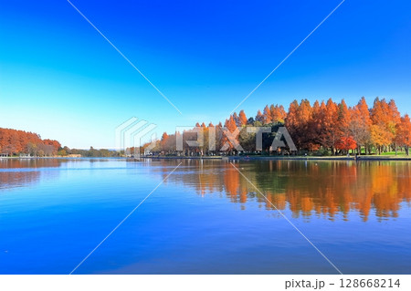 【東京都】シンメトリーな水元公園（みさと公園）の紅葉 128668214
