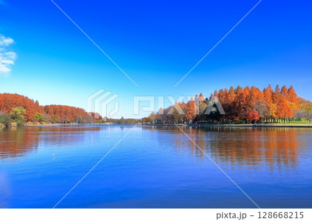 【東京都】シンメトリーな水元公園（みさと公園）の紅葉 128668215
