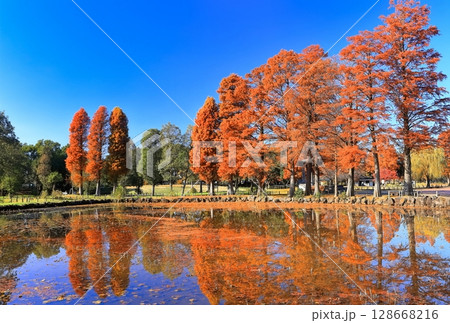 【東京都】水元公園の紅葉 128668216