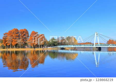 【東京都】晴天の水元大橋と紅葉（水元公園） 128668219