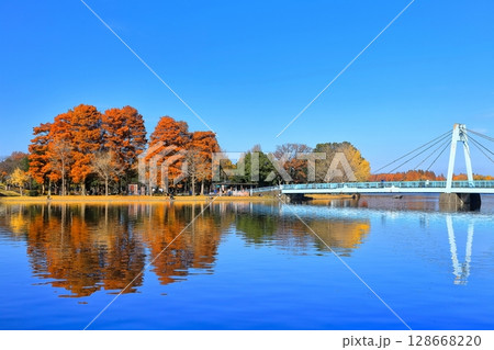 【東京都】晴天の水元大橋と紅葉（水元公園） 128668220