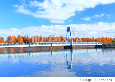 【東京都】晴天の水元大橋と紅葉（水元公園） 128668224