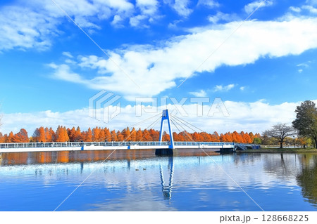 【東京都】晴天の水元大橋と紅葉(水元公園) 【東京都】晴天の水元大橋と紅葉(水元公園) 128668225