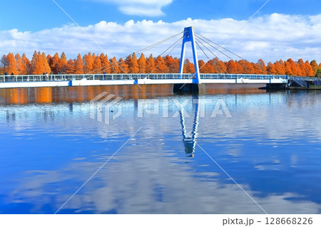 【東京都】晴天の水元大橋と紅葉（水元公園） 128668226