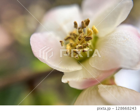 春を告げる梅の花のクローズアップ 春を告げる梅の花のクローズアップ 128668243