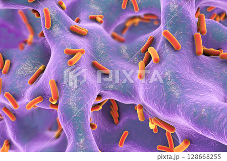 Rod-shaped bacteria inside bone tissue 128668255
